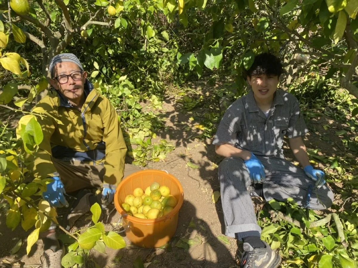 中島のレモン畑で収穫を体験する参加者