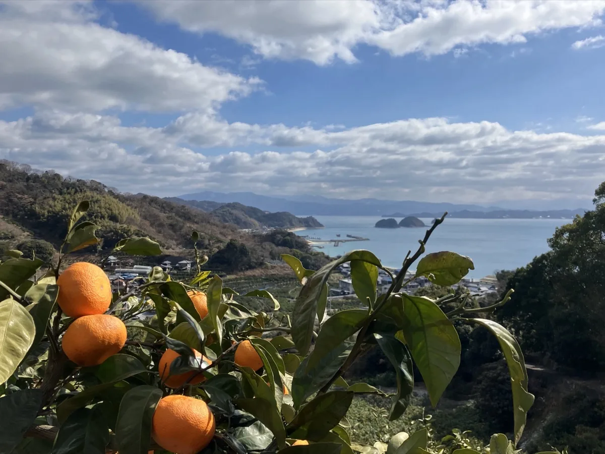 たわわに実った中島のみかん畑